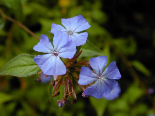 Ceratostigma willmottianum - Leadwort